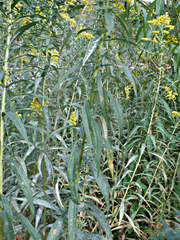 Solidago