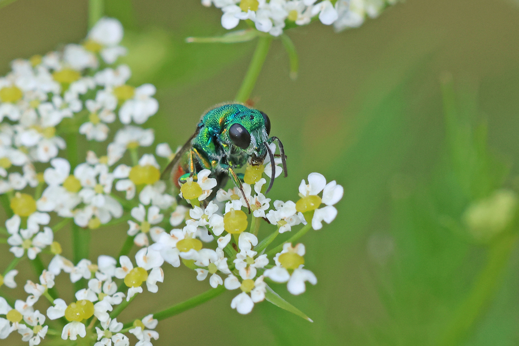 Chrysis marginata aliunda