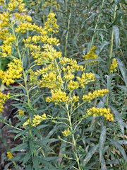 Solidago