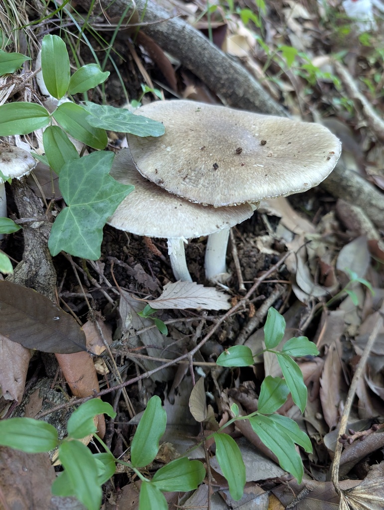 Amanita pseudoporphyria · June 2025 · photo: © atsushi_nakajima_cirque (iNaturalist, cc-by)