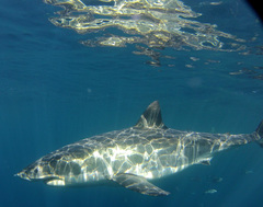 Carcharodon carcharias