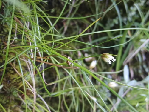 Juncus maximowiczii iNat (2)