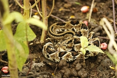Crotalus simus