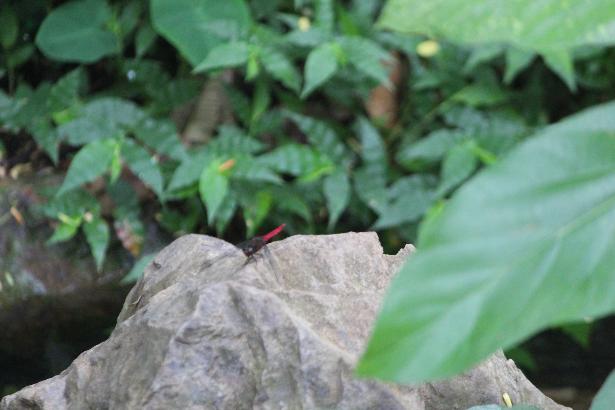 Spine-Tufted Skimmer