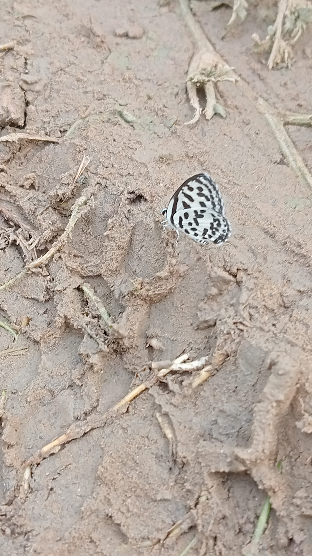 Common Pierrot
