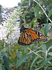 Danaus plexippus