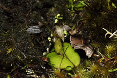 Corybas dienemus