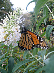 Danaus plexippus