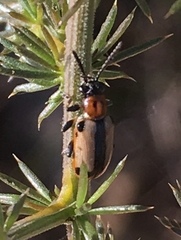 Crioceris paracenthesis