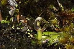 Corybas dienemus