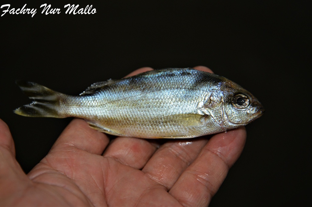 Largescaled Terapon (Terapon theraps)