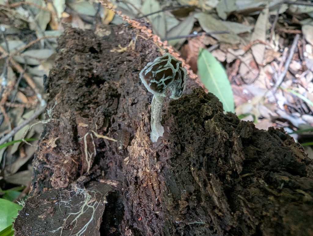 Pluteus thomsonii · June 2025 · photo: © atsushi_nakajima_cirque (iNaturalist, cc-by)