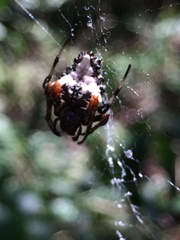 Verrucosa meridionalis