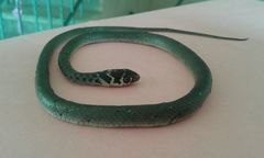 Hierophis viridiflavus carbonarius