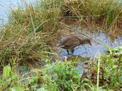 Gallinula chloropus