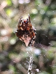 Verrucosa meridionalis