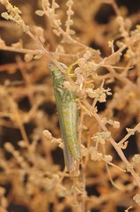 Melanoplus herbaceus