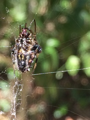 Verrucosa meridionalis