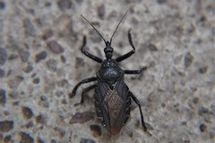 Apiomerus longispinis