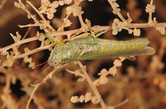 Melanoplus herbaceus