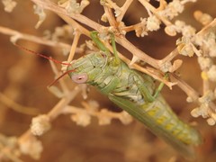 Melanoplus herbaceus