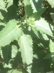 Verbesina encelioides