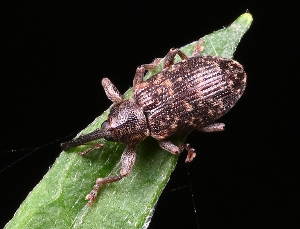 Willow Weevils from 中国河北省承德市兴隆县 on June 28, 2025 at 11:07 AM by 管牧山 ...
