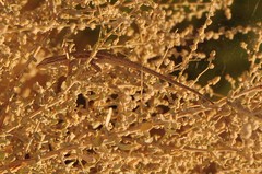 Urosaurus graciosus