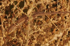 Urosaurus graciosus