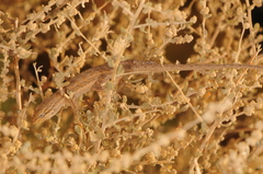 Urosaurus graciosus