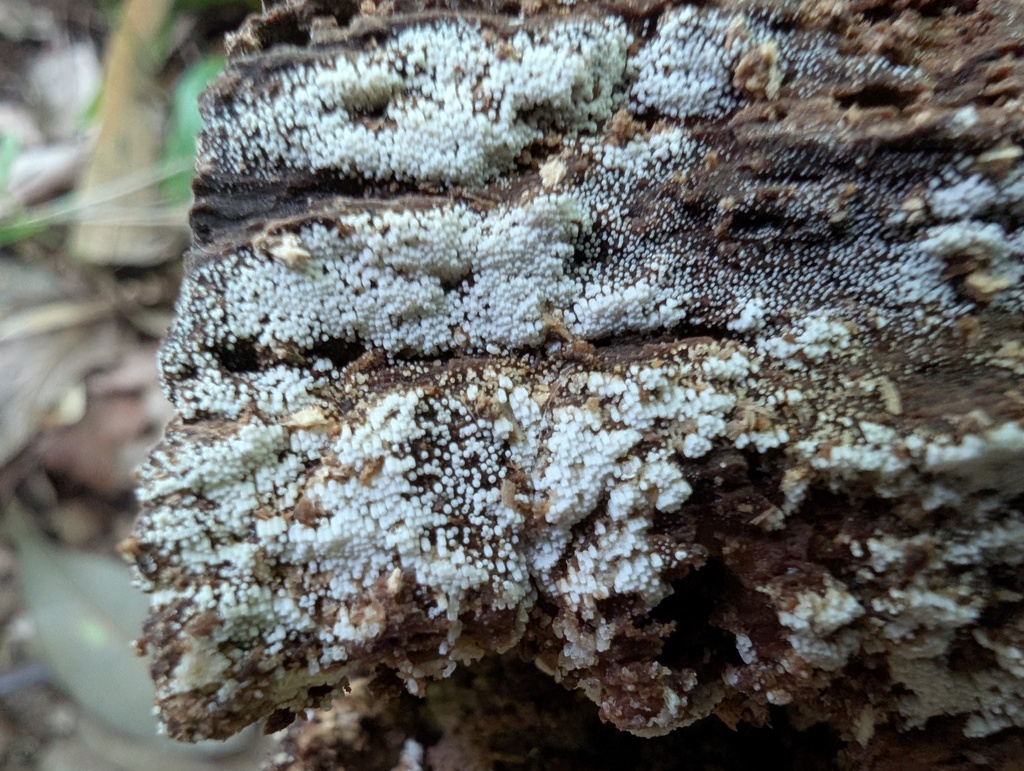 Henningsomyces candidus · June 2025 · photo: © atsushi_nakajima_cirque (iNaturalist, cc-by)