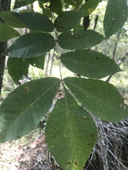 Carya myristiciformis