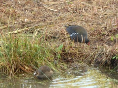 Gallinula chloropus