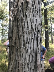 Carya myristiciformis