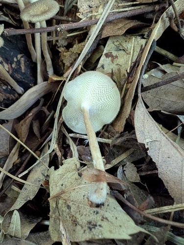 Lentinus arcularius
