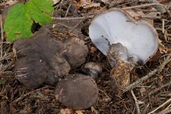 Boletopsis leucomelaena