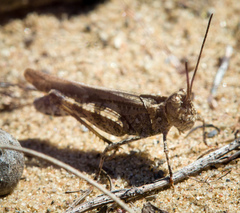Psinidia fenestralis