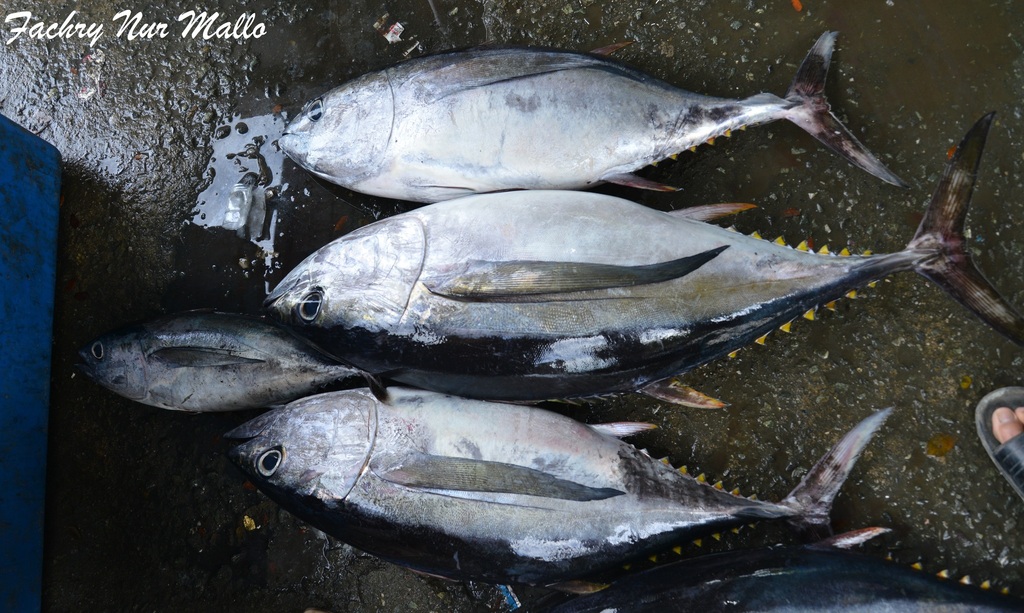 Allison tuna (Thunnus albacares)