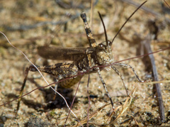 Psinidia fenestralis