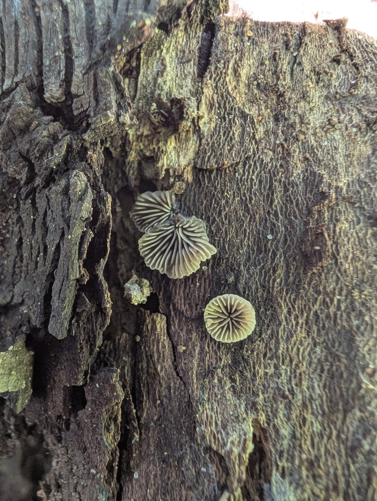 Resupinatus applicatus · June 2025 · photo: © atsushi_nakajima_cirque (iNaturalist, cc-by)