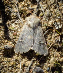 Eucoptocnemis fimbriaris