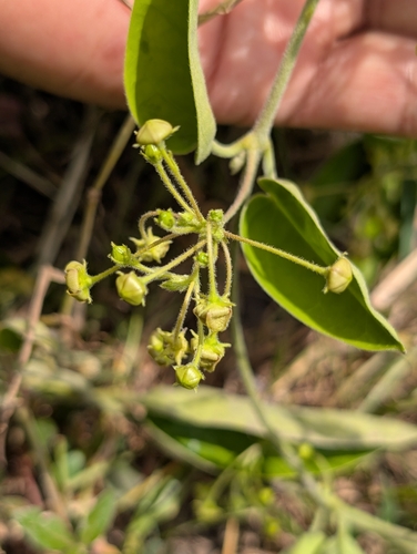 Antamul (Vincetoxicum indicum)