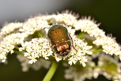 Cetonia aurataeformis