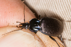 Sphaeroderus stenostomus