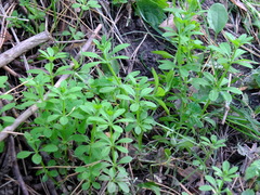 Galium pseudorivale