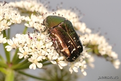 Cetonia aurataeformis