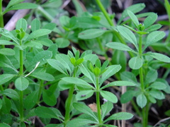 Galium pseudorivale