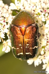 Cetonia aurataeformis