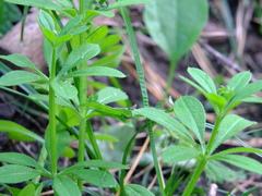 Galium pseudorivale