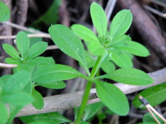 Galium pseudorivale